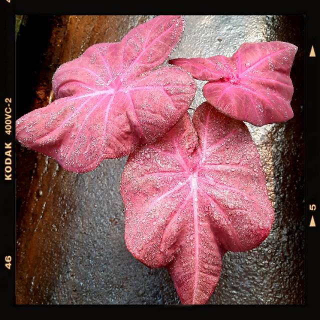 Tanaman hias caladium / bunga / keladi hias / pinky boy Bibit keladi