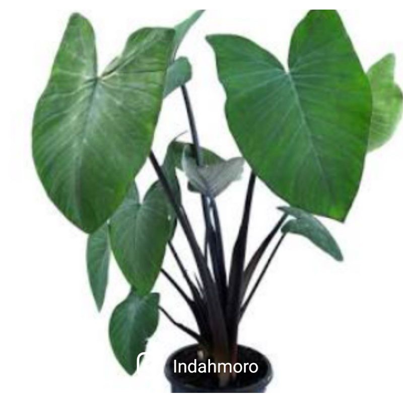 tanaman hias Xanthosoma violaceum