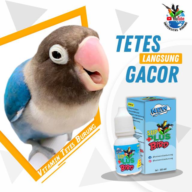 vitamin burung gacor sup plus bird