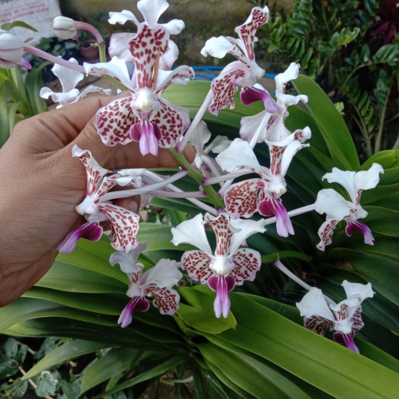 anggrek vanda tricolor dewasa ( Bunga Super Harum )