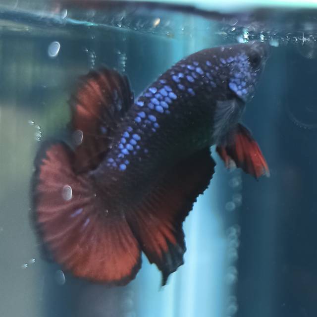 Cupang Avatar Vampire