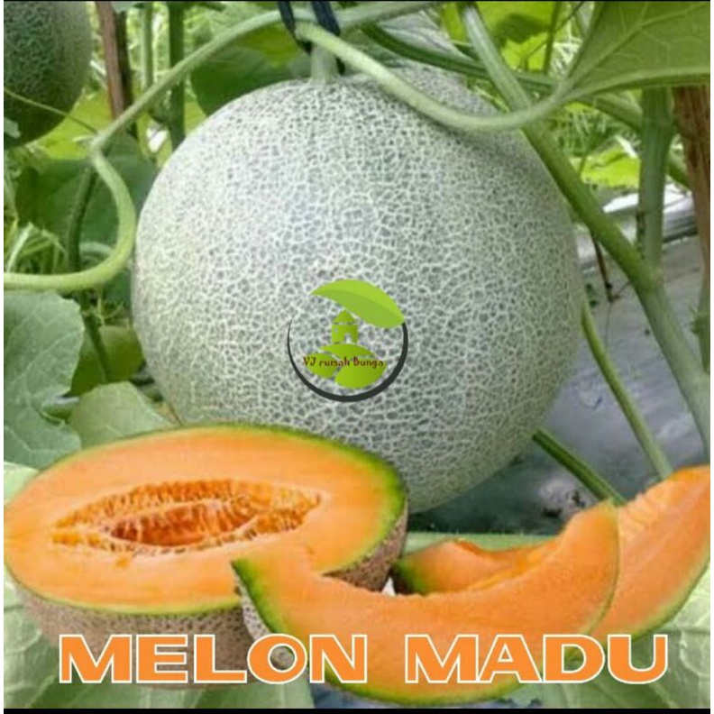 benih bibit buah melon madu