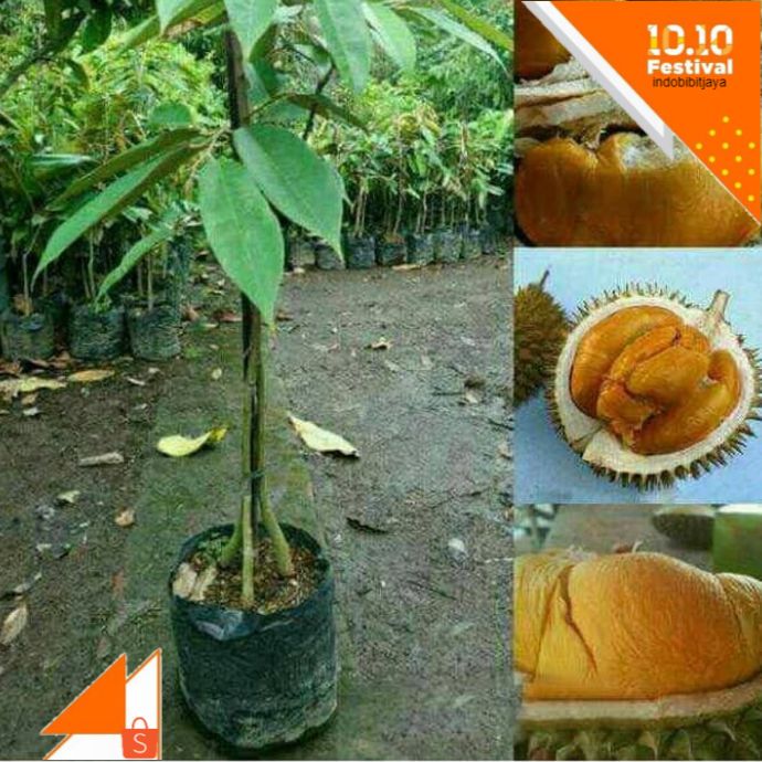 

paket hemat! paket 5 biji durian duri hitam- ochee