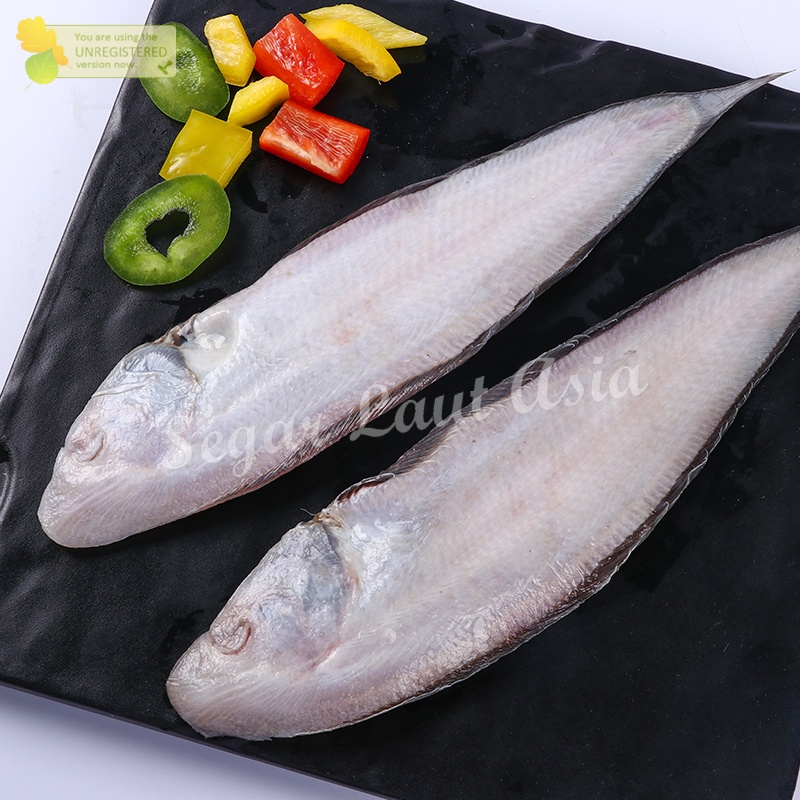 

Ikan Lidah Ikan Segar Laut 1Kg