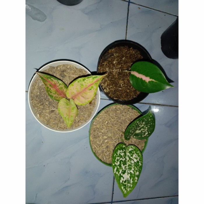 Paket 3 baby tanaman hias aglonema (kochin sutra,LOD, bigliff)