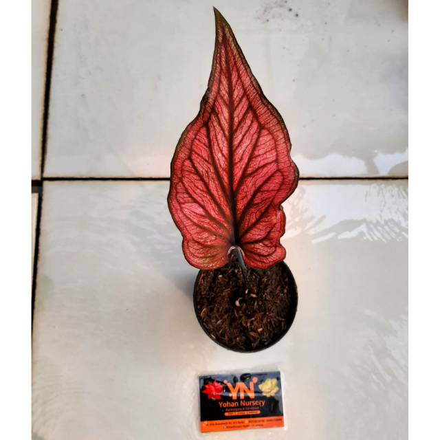 RED STONE / Bunga/ Tanaman/ Tanaman hias/ Keladi/ Caladium/ Caladium thailand/ Keladi thailand