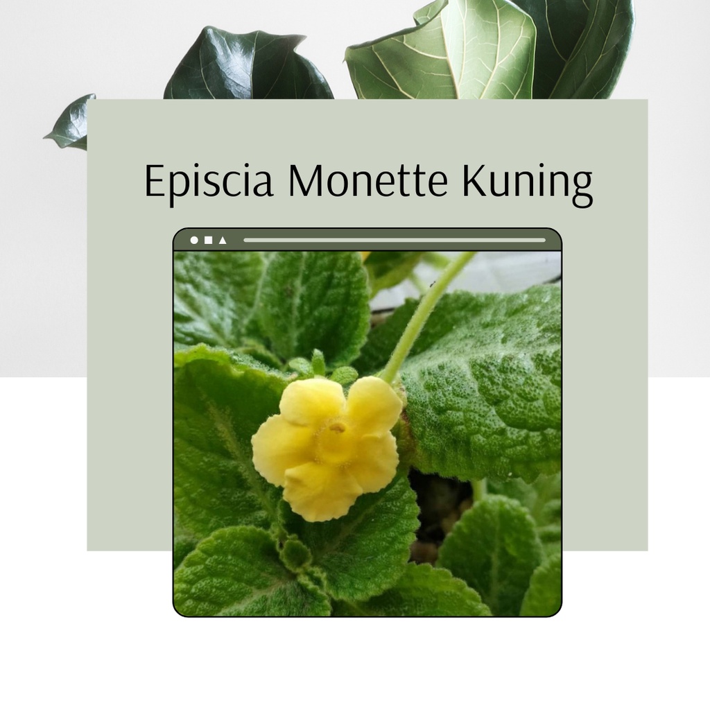 Tanaman Hias Bunga Episcia Gantung Monette Kuning Monete Bungan Kuning Episcia Monet