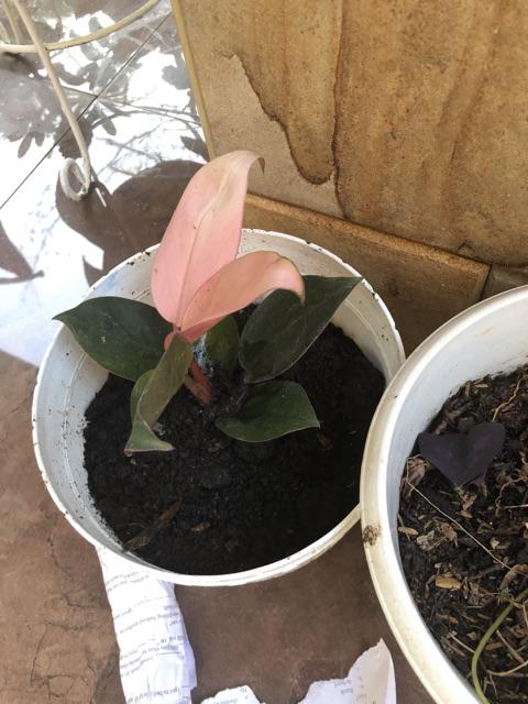 Philodendron Pink Congo