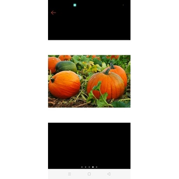 benih bibit buah labu kuning-labu parang