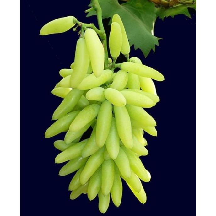 BIBIT ANGGUR IMPORT BANANA
