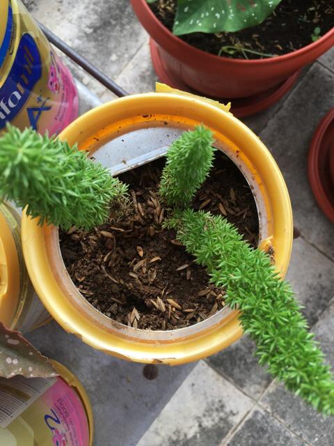 Tanaman Hias Hidup Ekor Tupai - Bibit Tanaman Ekor Tupai