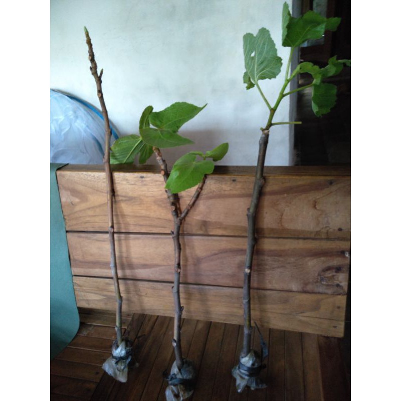 fc tin buah kuning anamaria