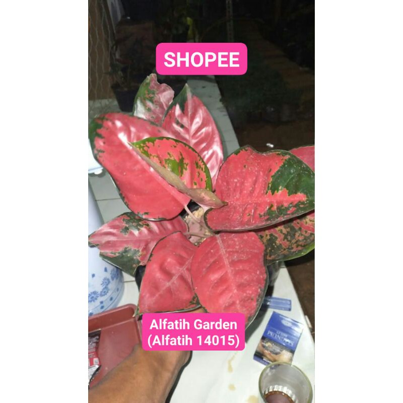 PROMO // Tanaman Hias Aglonema Suksom INDUK-AGLONEMA SUKSOM-Promo Induk Suksom-Suksom Induk Termurah