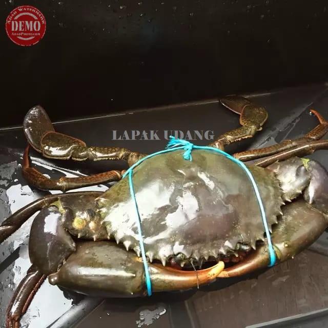 

Kepiting Hidup Live Kepiring Segar Jantan Betina Bakau