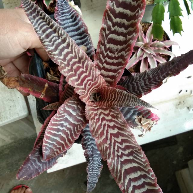 Tanaman cryptanthus zebra pink (cryptanthus elaine )