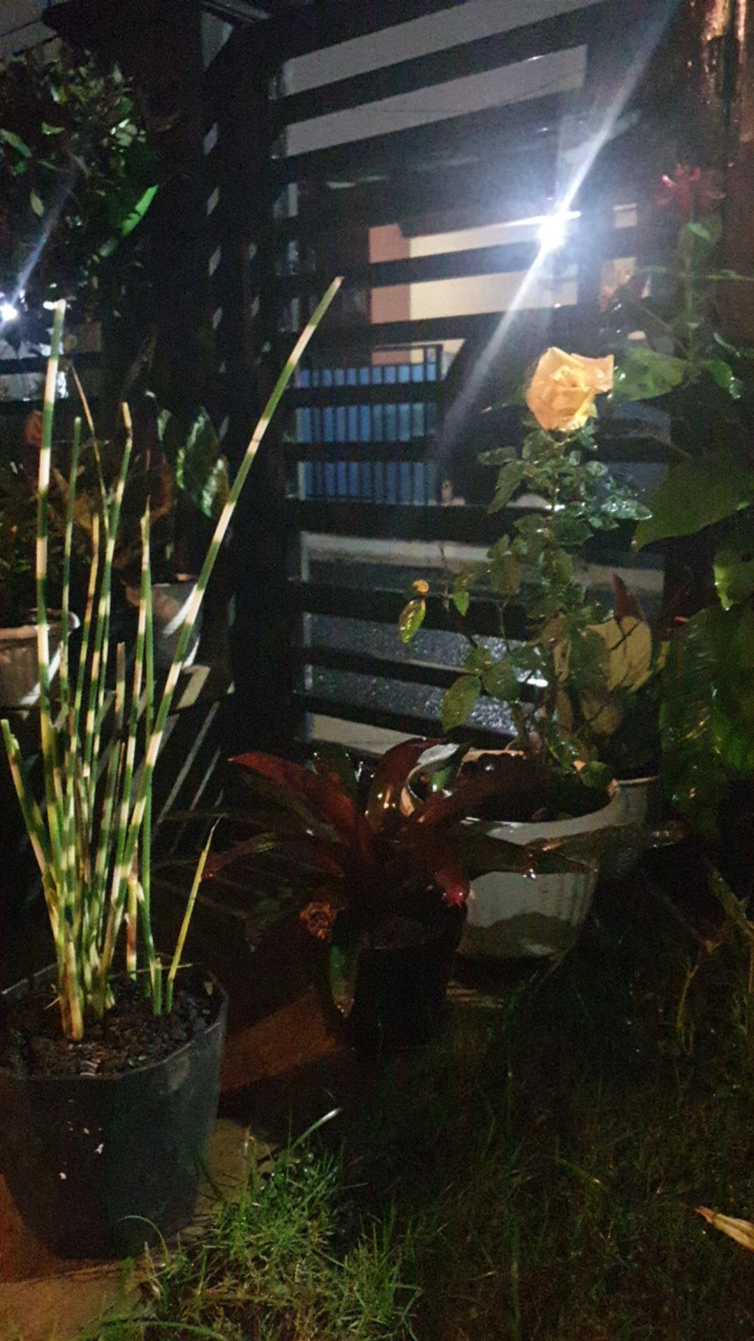 Tanaman Hias Bambu Air Variegata