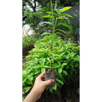 Paket 15 Seedling Alpukat Termurah / Tanaman Alpukat / Bibit Buah Alpukat