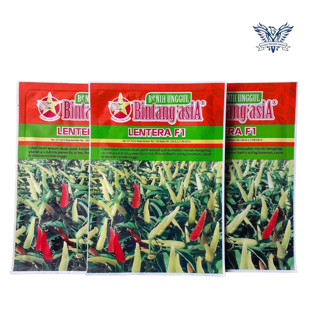 Lentera F1 Teratas 10 Gram Benih Cabe Bintang Asia Genie