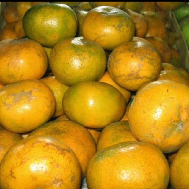 

Buah Jeruk Medan Brastagi SUPER JUMBO Manis Orange Juice Jus Peras Top