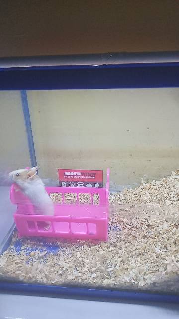 HAMSTER - MAINAN HAMSTER RANJANG TIDUR