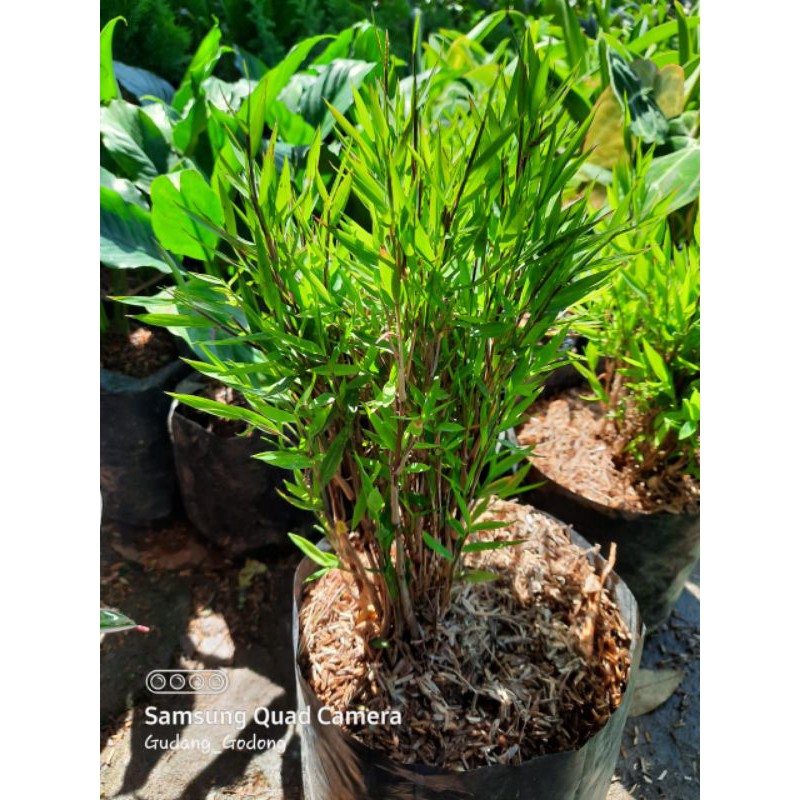 bibit bambu jepang