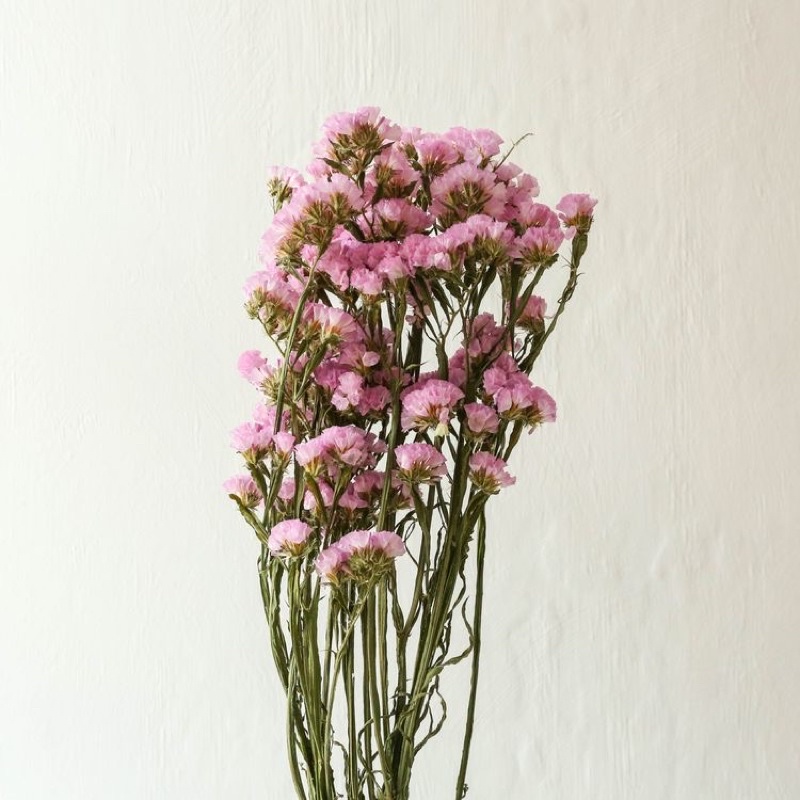 BUNGA STATICE KERING / STATICE DRIED FLOWERS IMPORT