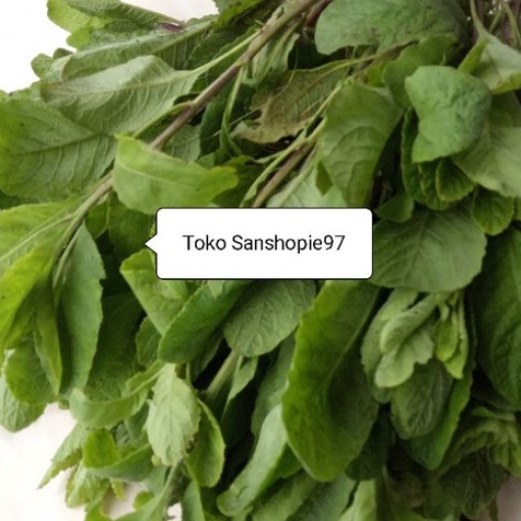 

Daun dewa segar atau daun sambung nyawa per 600 gram