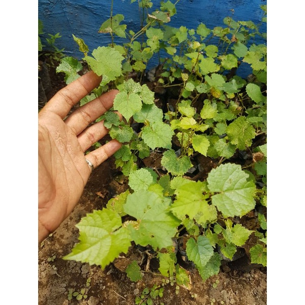 bibit anggur rootstock batang bawah varian freedom