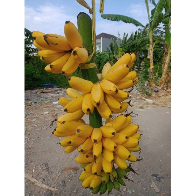 

Pisang Mas Cantik