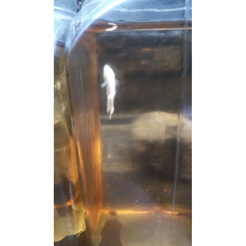 cupang white platinum ready male dan female