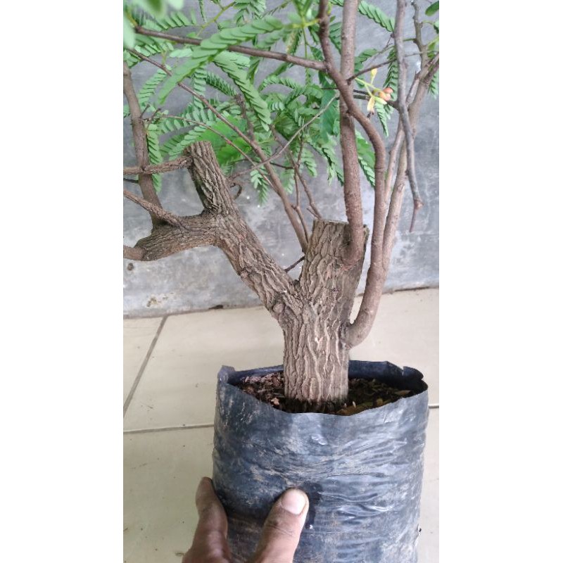 Asem Jawa Hasil Cangkok