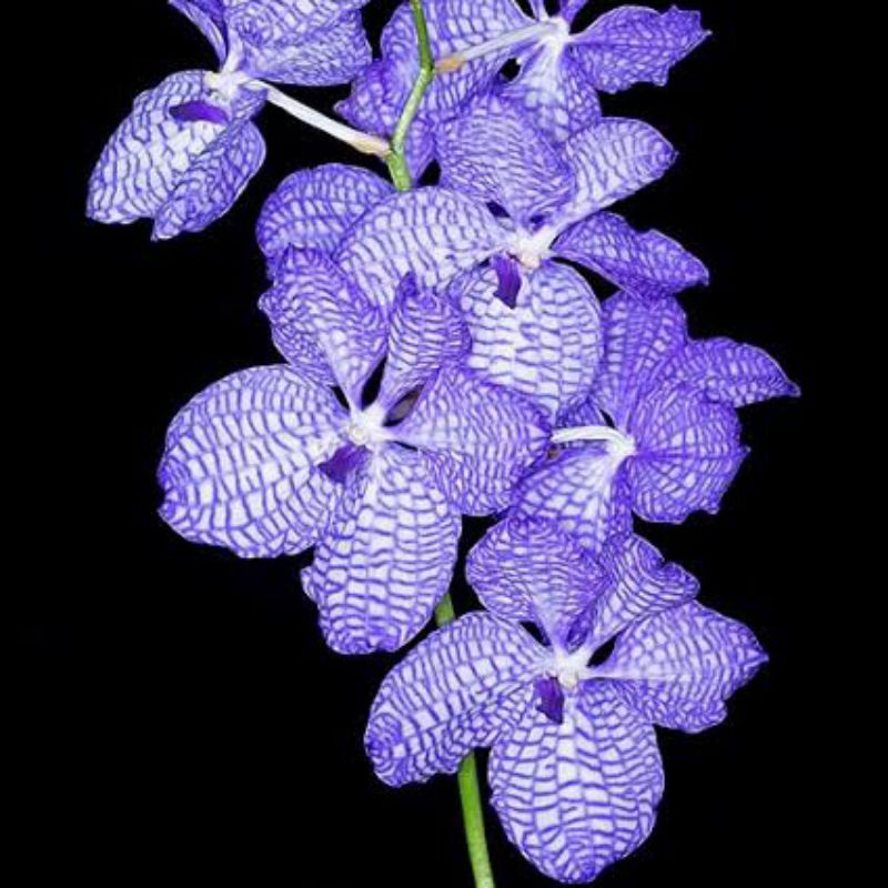 anggrek Vanda coerulea blue remaja