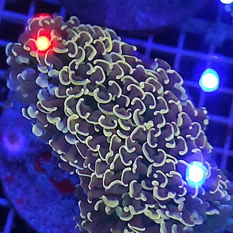 Coral Karang Kuku Siwalan Oren