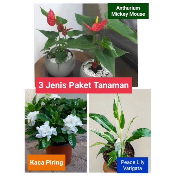 Paket 3 Jenis Tanaman Anthurium &amp; Varigata &amp; Bunga Kaca piring