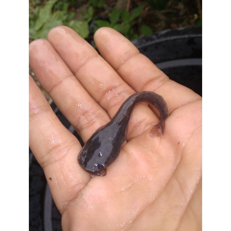 Bibit Lele Ukuran 7Cm+