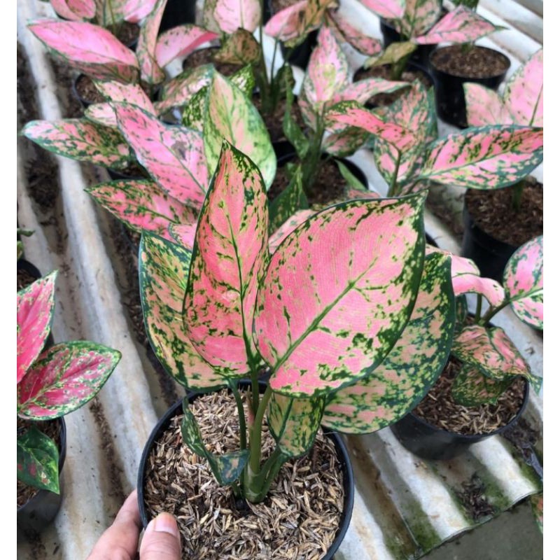 Aglonema Lady Valentine var. Anakan, Remaja, dan Dewasa