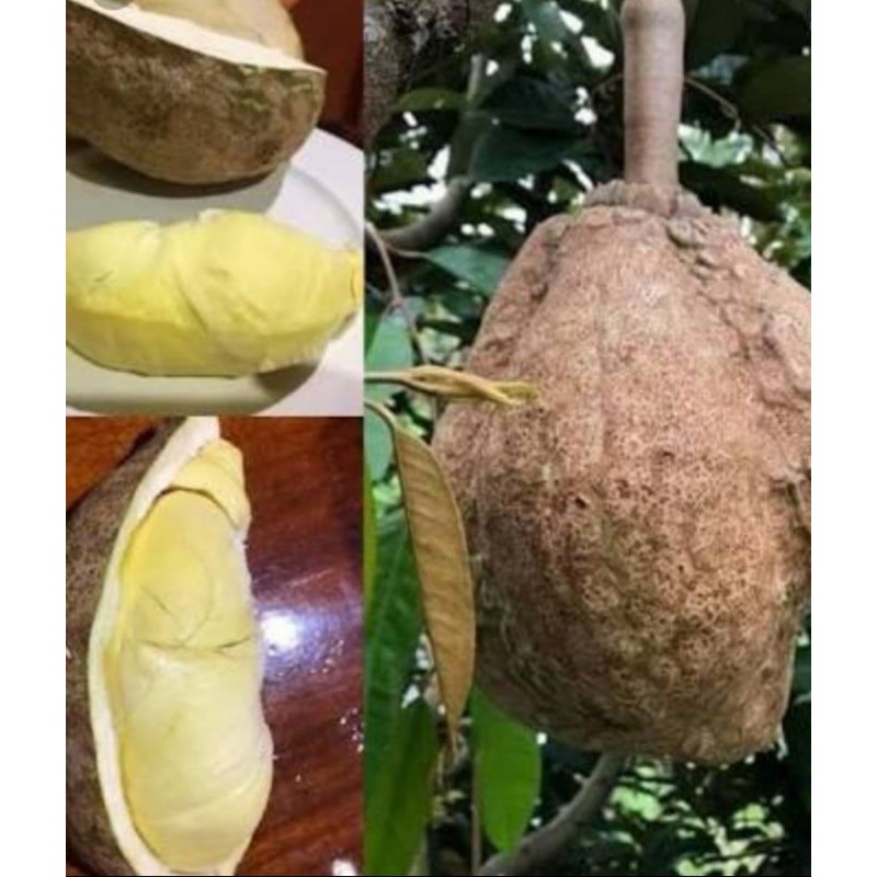 Tiada duri durian Apa Keunikan