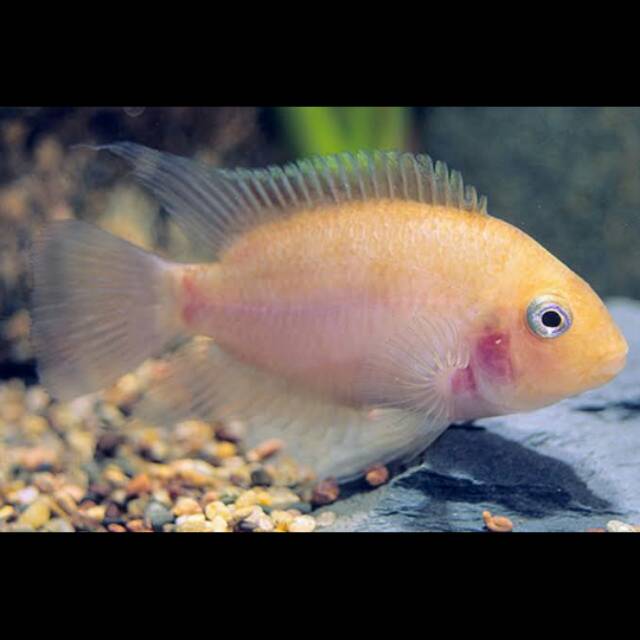 Ikan Pink Convict American Cichlid
