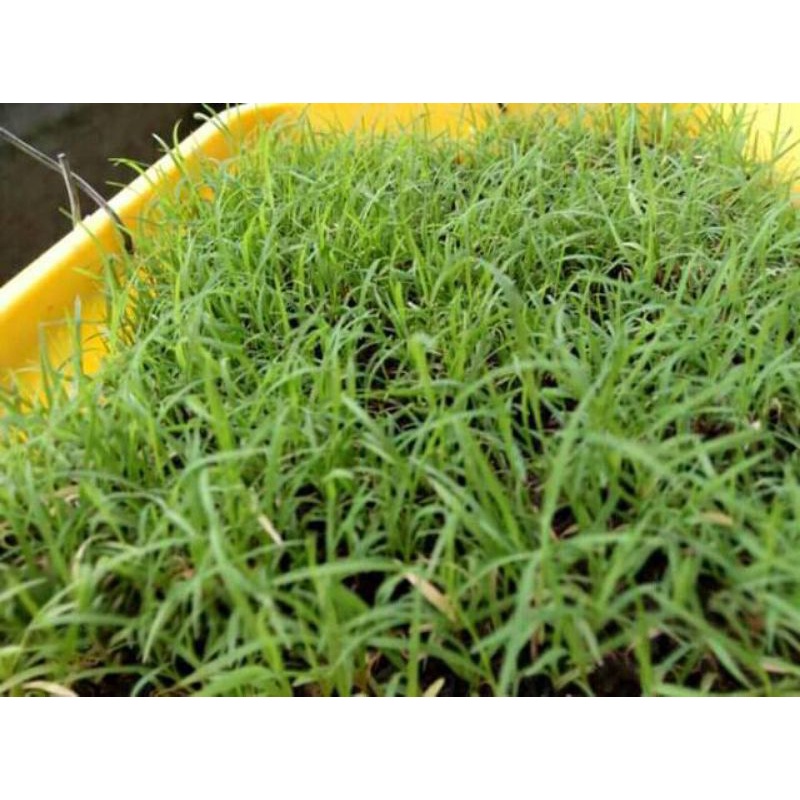 100 GRAM BENIH RUMPUT BERMUDA GRASS SEED
