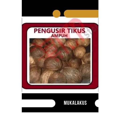 

PROMO TERMURAH PENGUSIR TIKUS AMPUH BUAH SIMPALAK SEGAR
