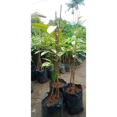Bibit Durian Montong OKULASI