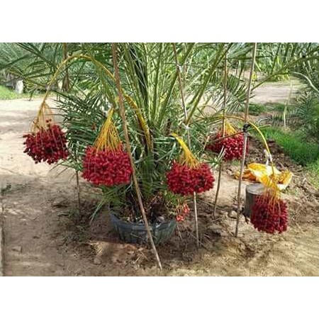 unggulan bibit benih biji kurma tropis jenis h1 merah asli thailand / red h1 urgent