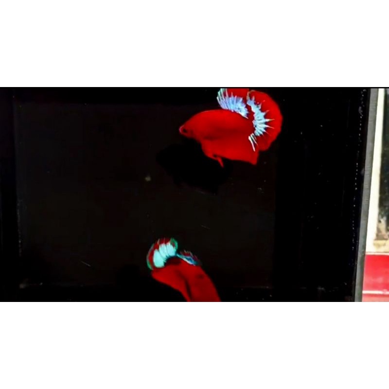 PROMO CORONA SEPASANG IKAN CUPANG HIAS HELLBOY STARTAIL TOP GRADE TERMURAH SE-INDONESIA