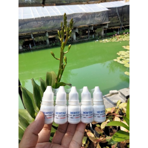 montan penumbuh keiki dan bunga anggrek