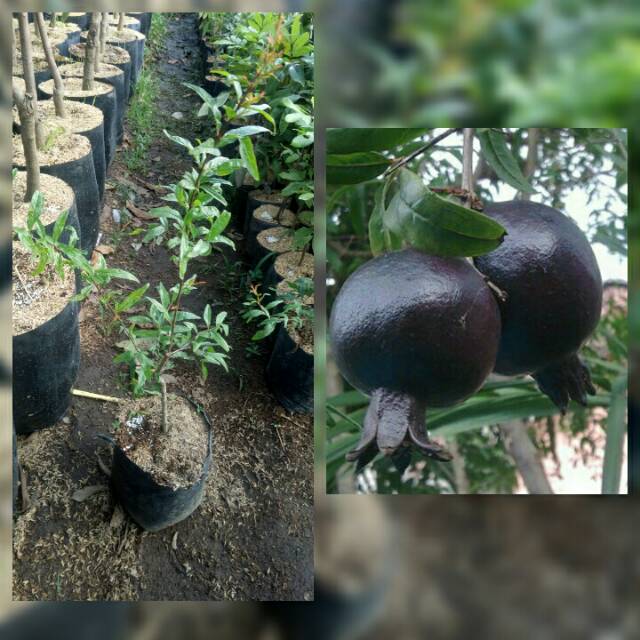 Bibit Delima Hitam