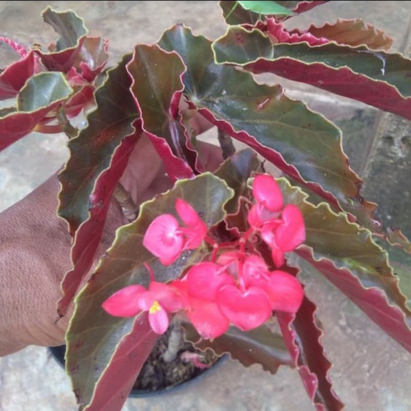 Tanmana Bunga Begonia Polos Cantik