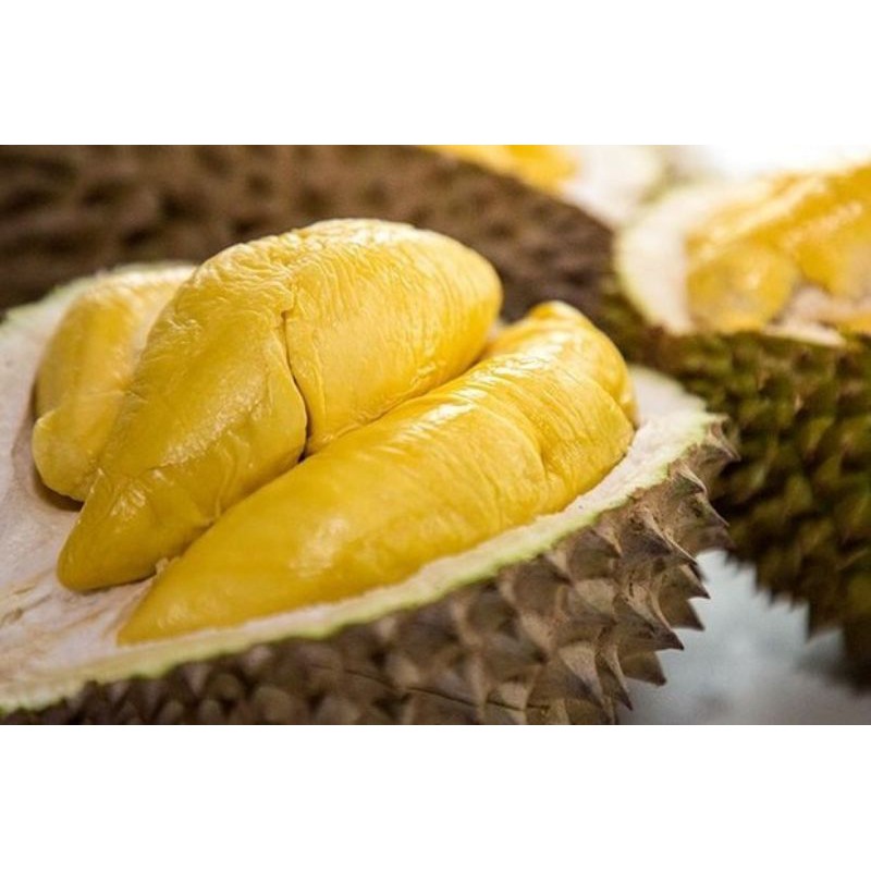 bibit tanaman Durian montong super murah_bibit buah durian montong_bibit durian montong_durian