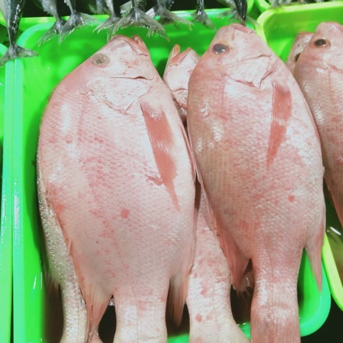 

Ikan Kakap Merah 1kg (1000g)