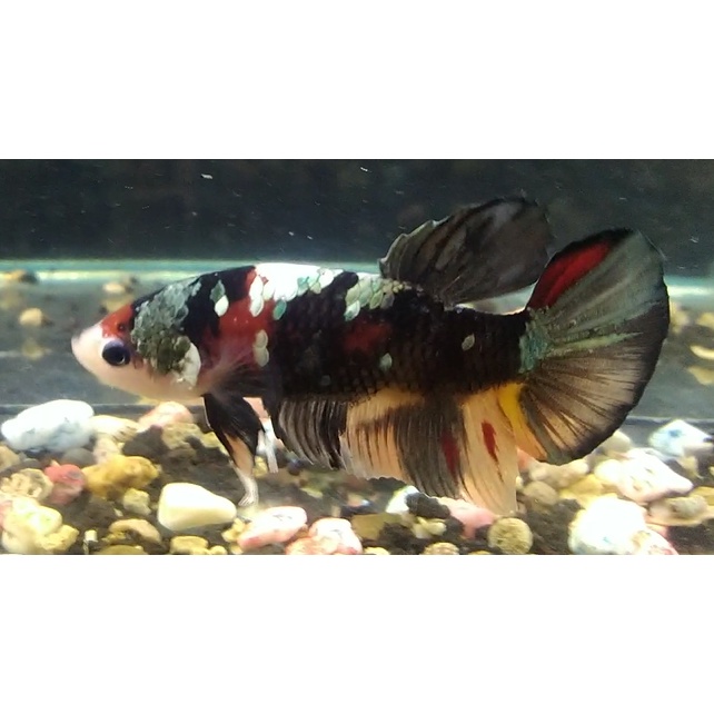 CUPANG BLACK KOI COOPER RARE TOP GRADE FULL COLOR INDUKAN (100% REAL PICT/ SESUAI FOTO)