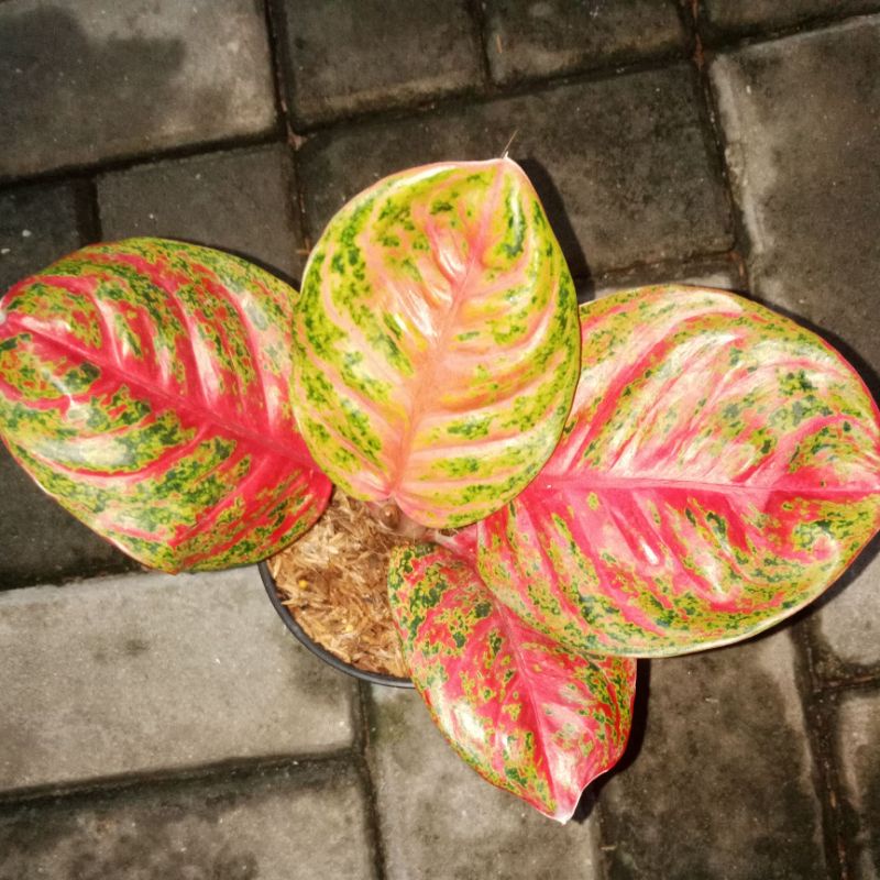 aglaonema wulandari